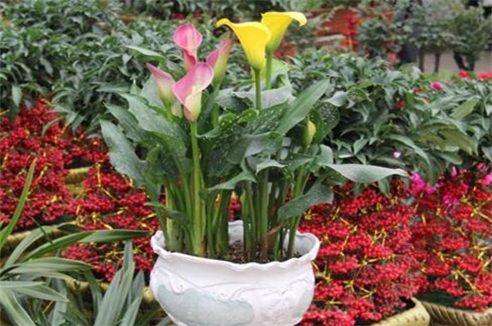 盆栽马蹄莲的养殖方法,及时浇水保持盆土湿润