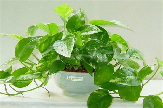 养不死的植物排名,绿萝和仙人掌生命力顽强