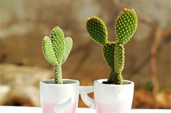 养不死的植物排名,绿萝和仙人掌生命力顽强