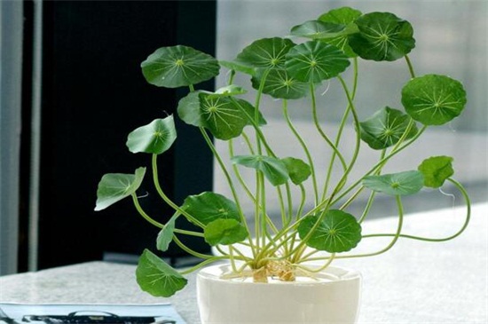 养不死的植物排名,绿萝和仙人掌生命力顽强