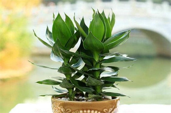 养不死的植物排名,绿萝和仙人掌生命力顽强