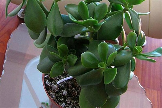 养不死的植物排名,绿萝和仙人掌生命力顽强