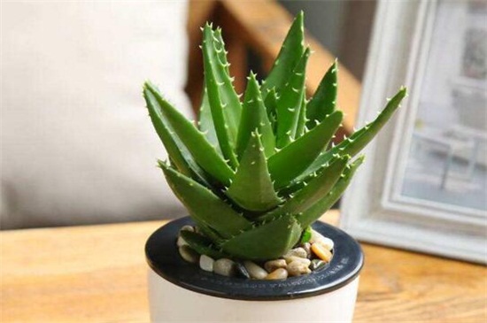 养不死的植物排名,绿萝和仙人掌生命力顽强