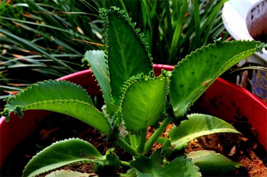 养不死的植物排名,绿萝和仙人掌生命力顽强