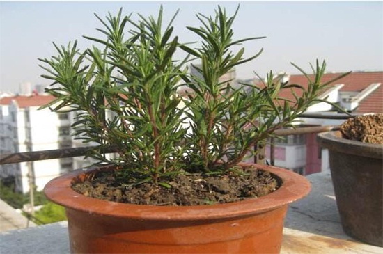 养不死的植物排名,绿萝和仙人掌生命力顽强