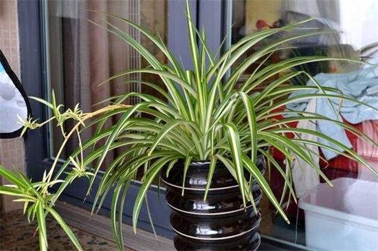 养不死的植物排名,绿萝和仙人掌生命力顽强