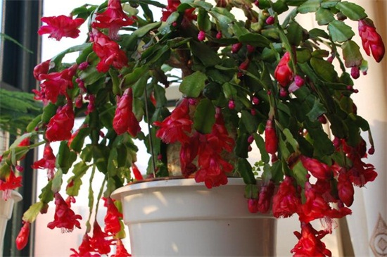 养不死的植物排名,绿萝和仙人掌生命力顽强