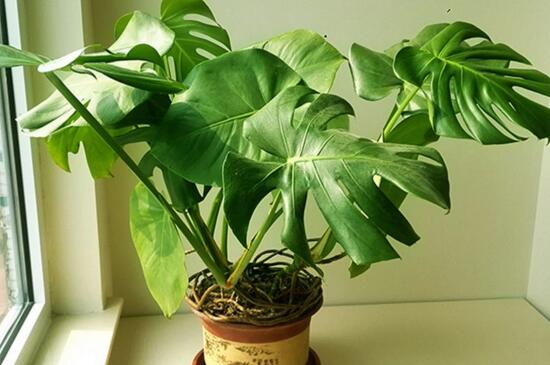 龟背竹定植要多久,通常需要定植一个月