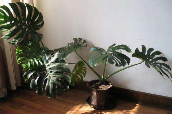 龟背竹定植要多久,通常需要定植一个月