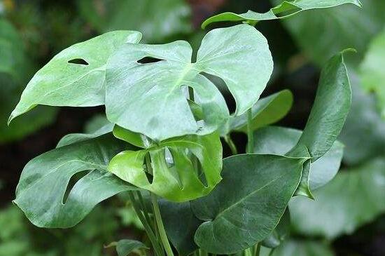 龟背竹定植要多久,通常需要定植一个月
