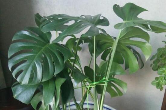 龟背竹定植要多久,通常需要定植一个月