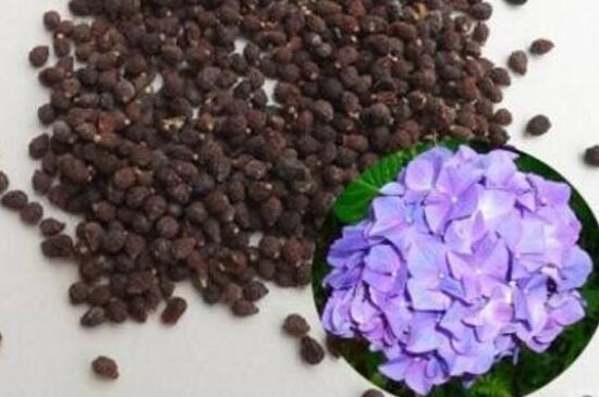 蝴蝶兰种子怎么发芽,清洗种子覆盖保温薄膜