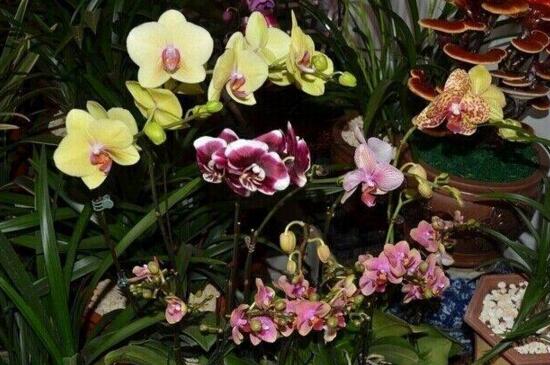 蝴蝶兰种子怎么发芽,清洗种子覆盖保温薄膜