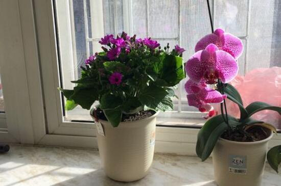 蝴蝶兰种子怎么发芽,清洗种子覆盖保温薄膜