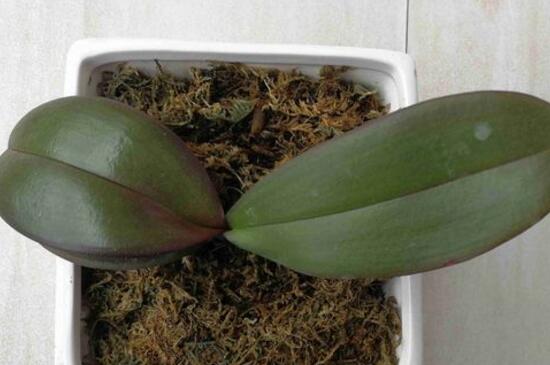 蝴蝶兰种子怎么发芽,清洗种子覆盖保温薄膜