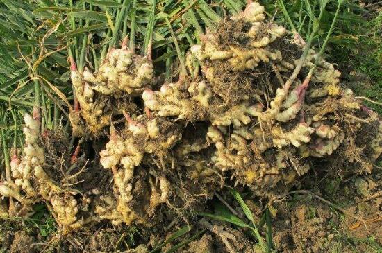 鲜姜储存三年的方法,真空法储存最久