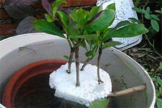 栀子花怎么水养扦插,4个步骤水培生根上盆养护