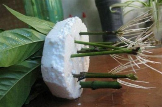 栀子花怎么水养扦插,4个步骤水培生根上盆养护