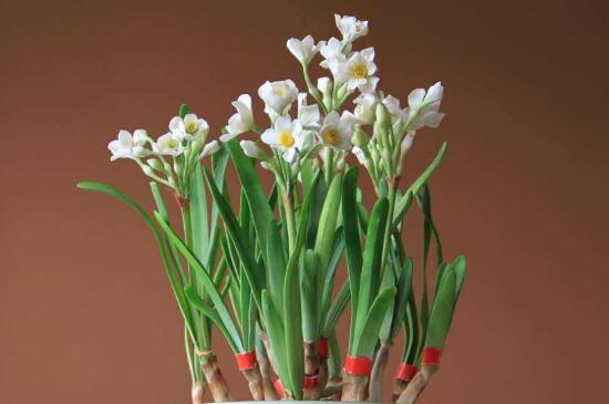 盆栽水仙花怎么种植,粗壮枝条斜插土壤中