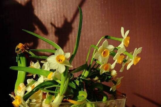 盆栽水仙花怎么种植,粗壮枝条斜插土壤中