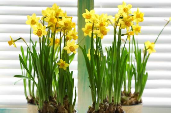 盆栽水仙花怎么种植,粗壮枝条斜插土壤中