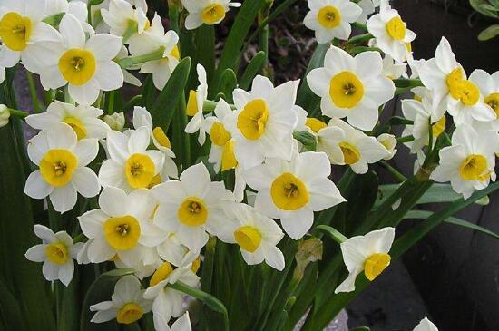 盆栽水仙花怎么种植,粗壮枝条斜插土壤中