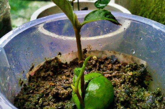 阳台种枇杷好吗,采光透气更适宜生长