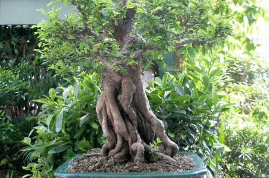 阳台种枇杷好吗,采光透气更适宜生长