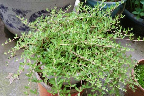 阳台种枇杷好吗,采光透气更适宜生长