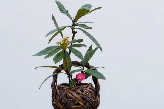 阳台种枇杷好吗,采光透气更适宜生长