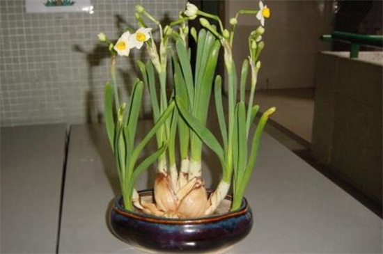 水仙土培方法图解,4种步骤土培养殖水仙
