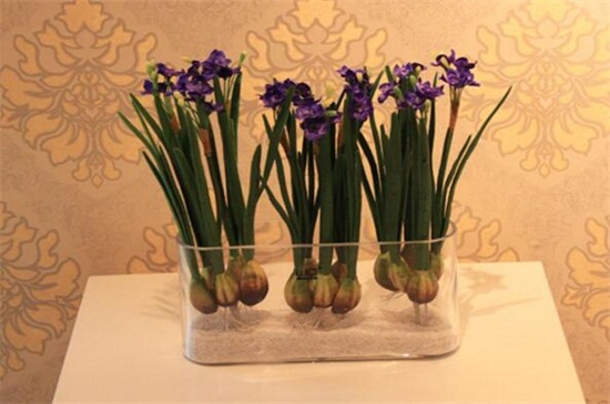 水仙土培方法图解,4种步骤土培养殖水仙