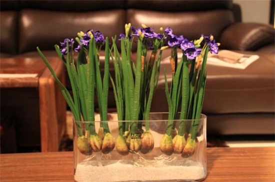 水仙土培方法图解,4种步骤土培养殖水仙