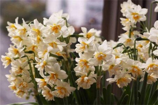 水仙土培方法图解,4种步骤土培养殖水仙