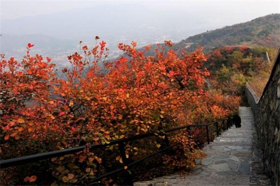 香山红叶最佳观赏时间,秋季10月份最佳观赏期
