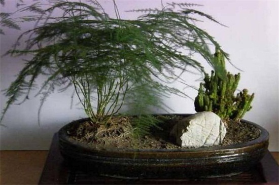 文竹怎么养才能疯长,配制肥沃土壤养殖