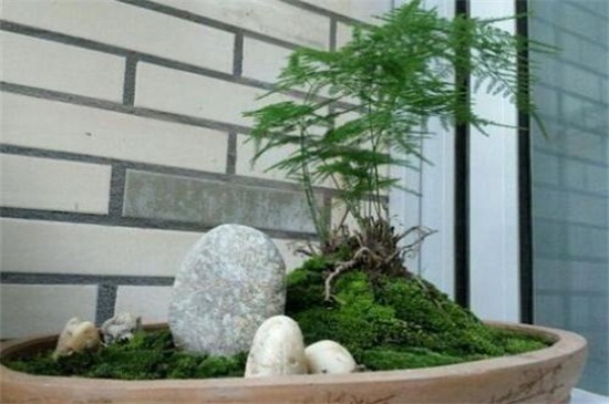 文竹怎么养才能疯长,配制肥沃土壤养殖