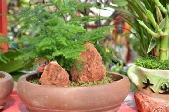 文竹怎么养才能疯长,配制肥沃土壤养殖