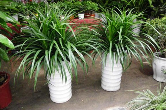 龙须树叶子下垂没精神,增强光照及时浇水