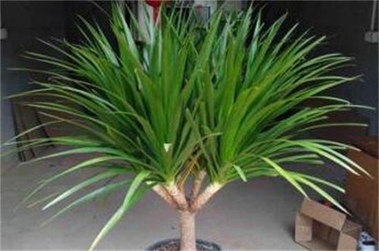 龙须树叶子下垂没精神,增强光照及时浇水