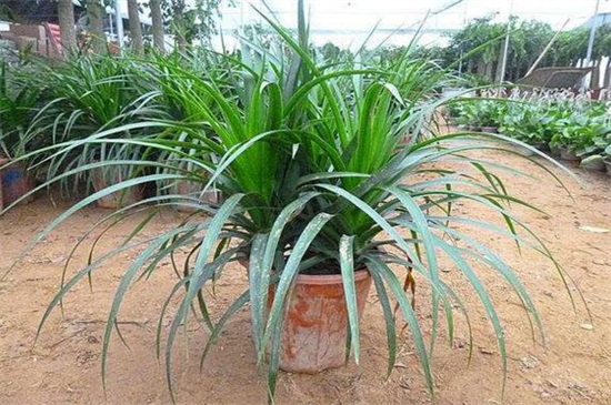 龙须树叶子下垂没精神,增强光照及时浇水