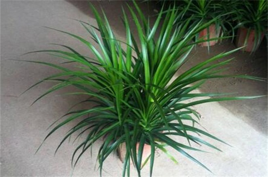 龙须树叶子下垂没精神,增强光照及时浇水