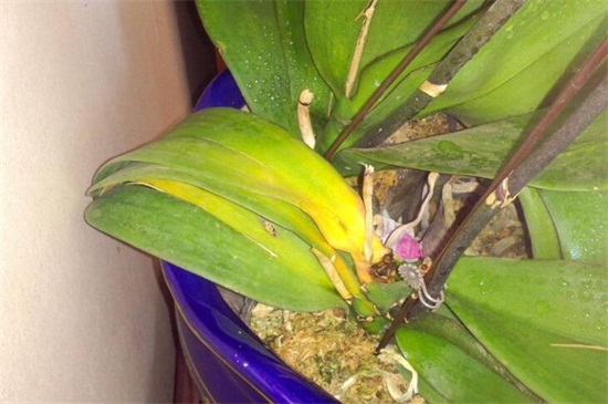 蝴蝶兰叶子全掉了怎么办,减少浇水增加光照换土处理