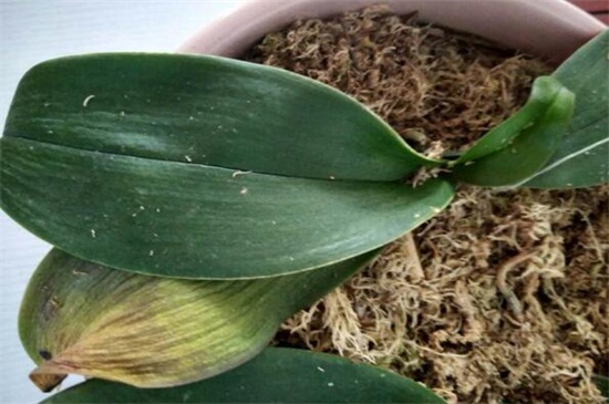 蝴蝶兰叶子全掉了怎么办,减少浇水增加光照换土处理