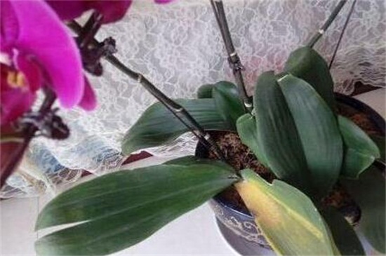 蝴蝶兰叶子全掉了怎么办,减少浇水增加光照换土处理