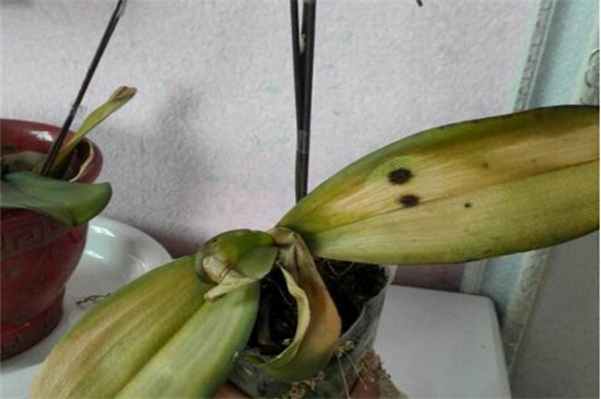 蝴蝶兰叶子全掉了怎么办,减少浇水增加光照换土处理