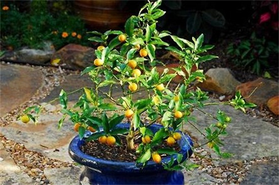 盆栽金桔修剪步骤图片,4个步骤修剪金桔
