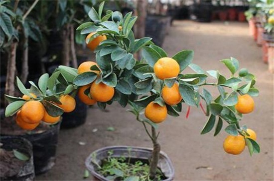盆栽金桔修剪步骤图片,4个步骤修剪金桔