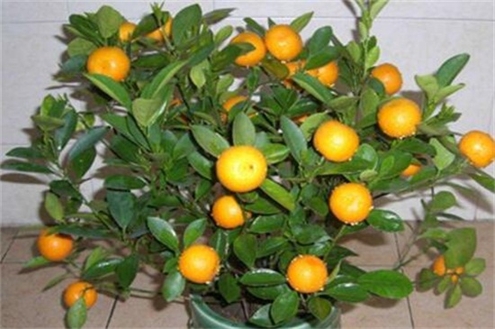 盆栽金桔修剪步骤图片,4个步骤修剪金桔