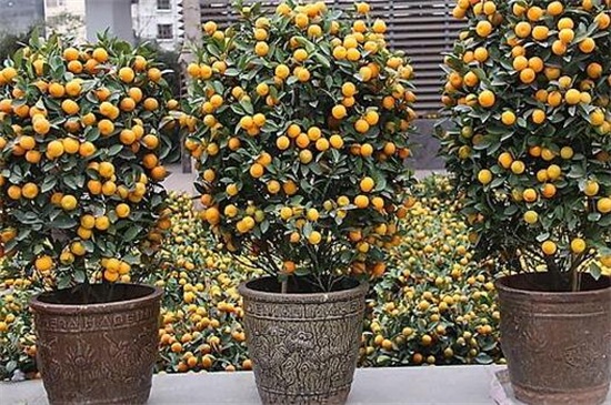 盆栽金桔修剪步骤图片,4个步骤修剪金桔